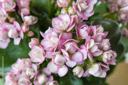 Kalanchoe - pink flowers.