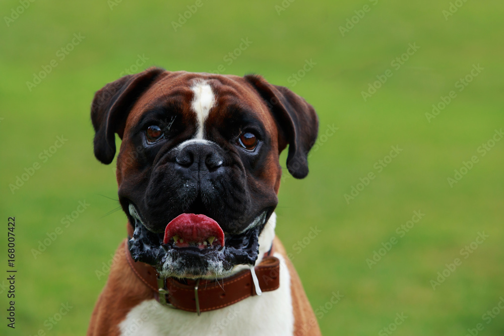 Dog breed Boxer