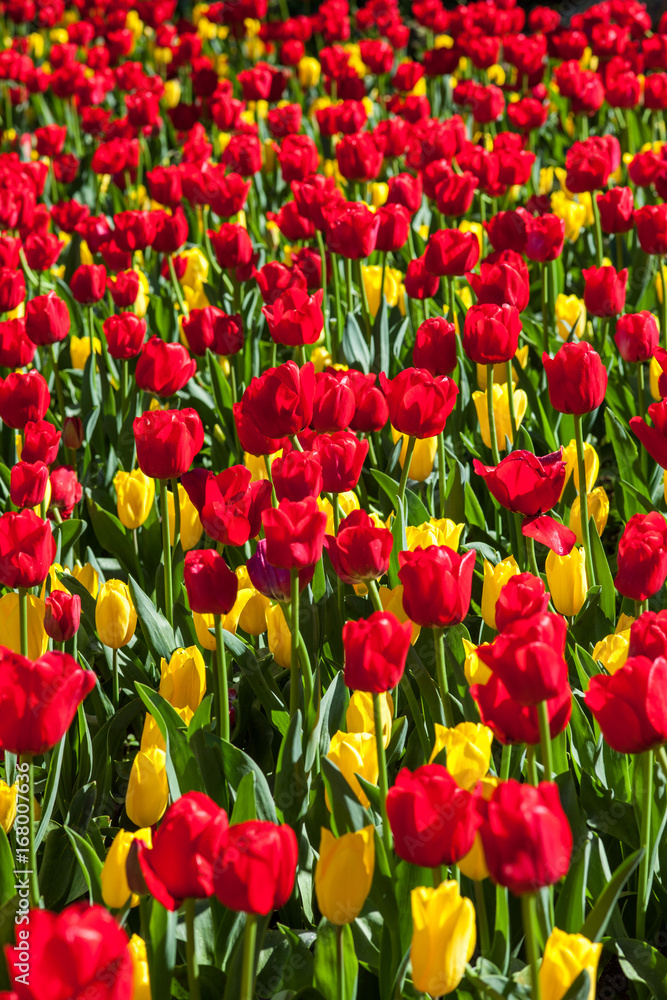 Red And Yellow Tulips Bunched Together In Field Red And Yellow Tulips Bunched Together In Field
