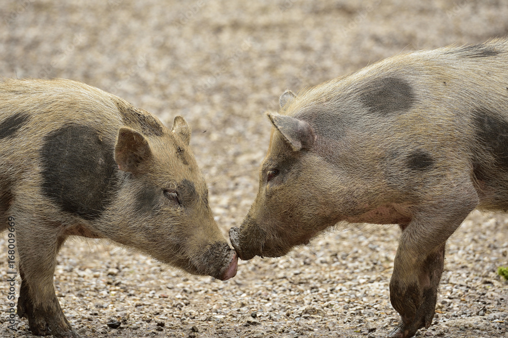 Fototapeta premium Ferkel bei der Begrüßung
