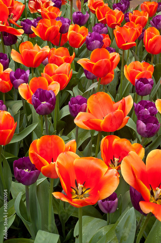 Orange and Purple Tulips Close Up