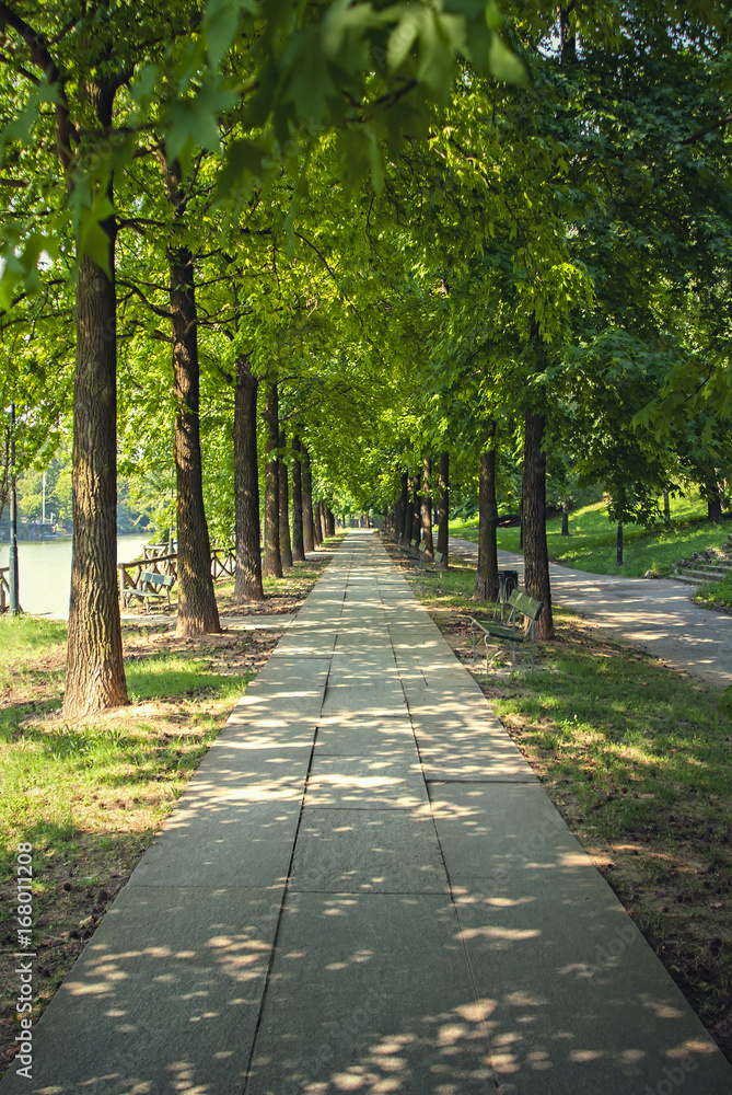 Beautiful view on tree-lined avenue with benches