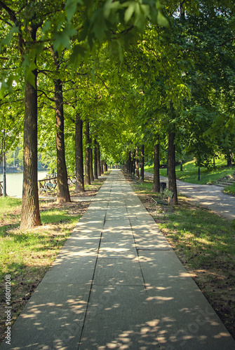 Beautiful view on tree-lined avenue with benches