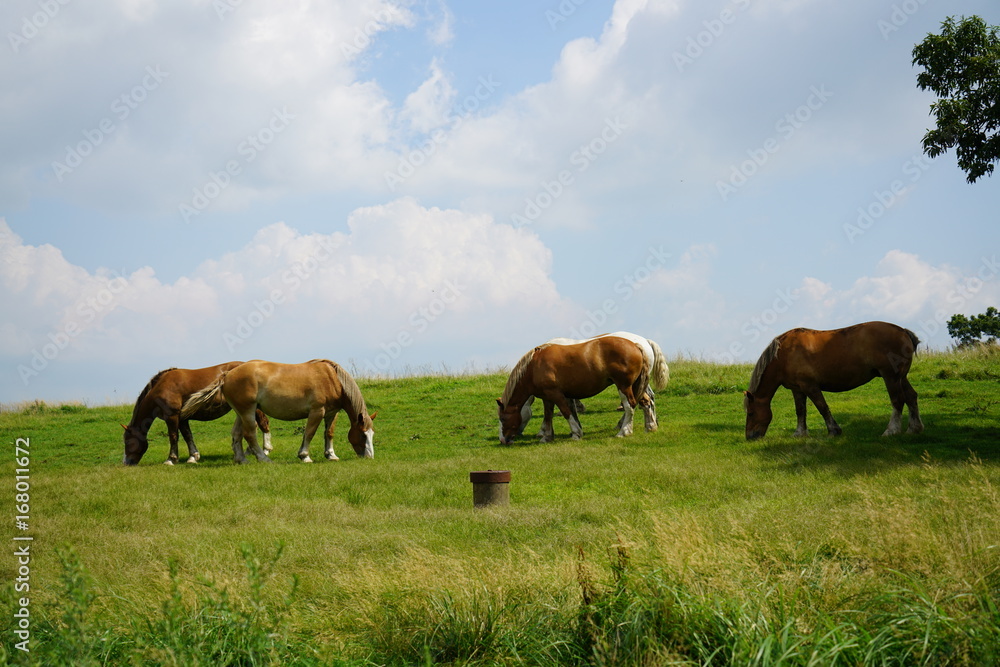 熊本県の阿蘇山 夏の阿蘇外輪山に広がる草原と放牧された馬 熊本県の阿蘇山 夏の阿蘇外輪山に広がる草原と放牧された馬