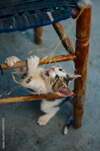 A playful kitty under an old wooden chair !