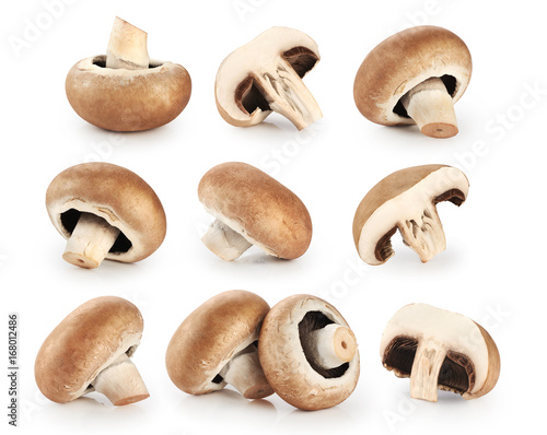 Royal champignons isolated on white background.