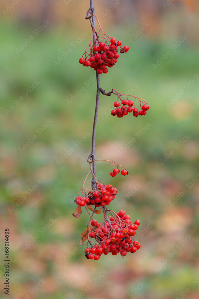 Branch of autumn rowanberry Branch of autumn rowanberry