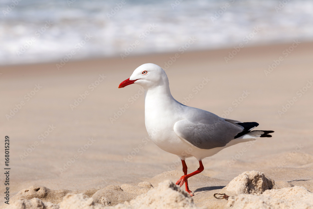 Seagull on Sand Beach Seagull on Sand Beach