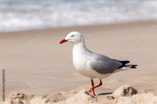 Seagull on Sand Beach © vekidd