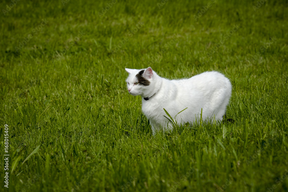 White cat is hunting over a green meadow