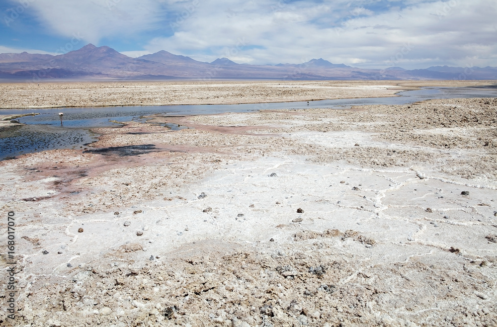 Chaxa Lagoon in the Salar de Atacama, Chile