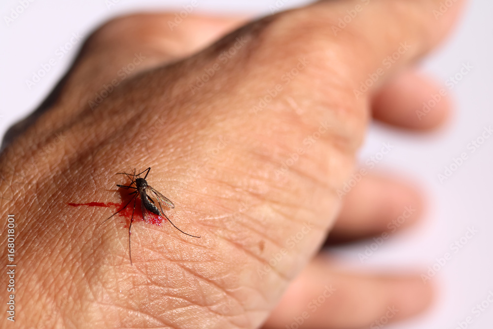 Mosquito sucking blood on skin Mosquito sucking blood on skin