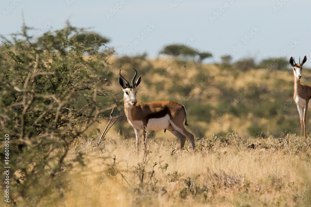 Naklejka premium Adult Springbuck ram standing in the field in the kalahari region in the northern cape province of south africa