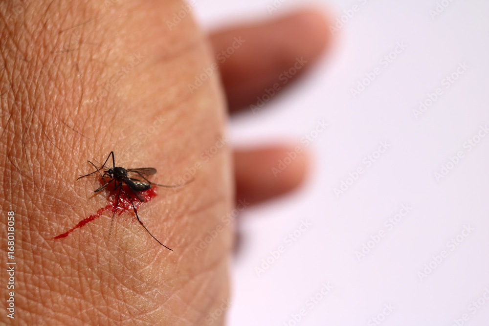 Mosquito sucking blood on skin Mosquito sucking blood on skin
