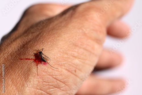 Mosquito sucking blood on skin