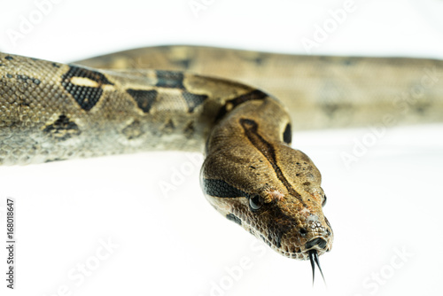 Colombian Boa. Tropical brown constrictor. Snake skin with yellow and black spots on a white background