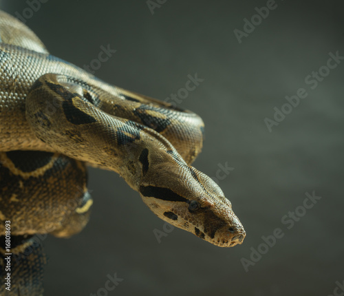 Colombian Boa. Tropical brown constrictor. Snake skin with yellow and black spots on a gray background