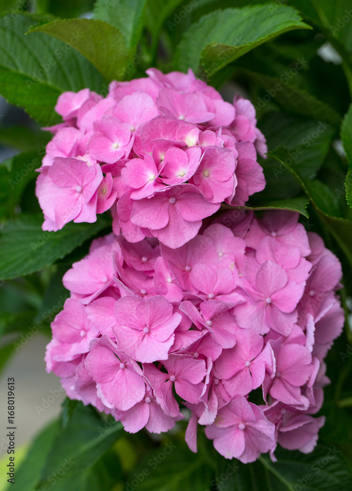 Close up of pink hortensia flower