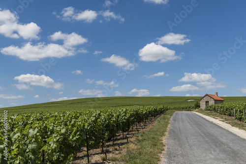 Billy-Le-Grand Vineyards and Road photo