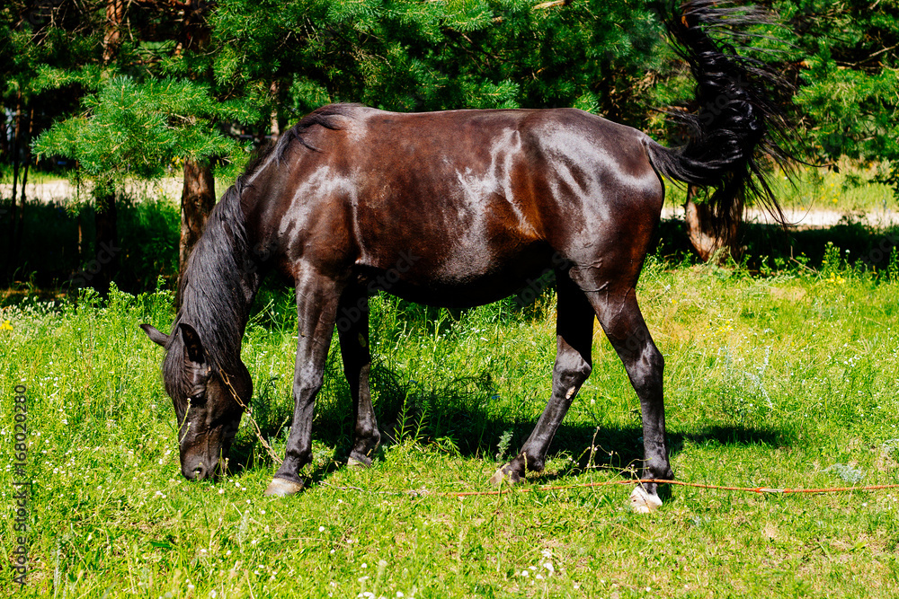 Dark brown horse on the meadow Dark brown horse on the meadow