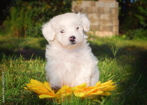 Havanese puppy dog