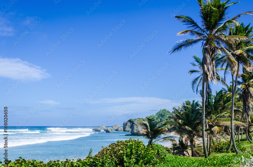 Palm trees and coral rocks on the beach of Bathsheba, Barbados, Caribbean Islands