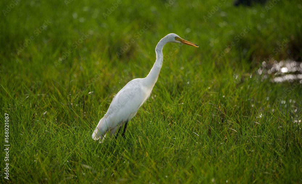 Great Egret in green field Great Egret in green field
