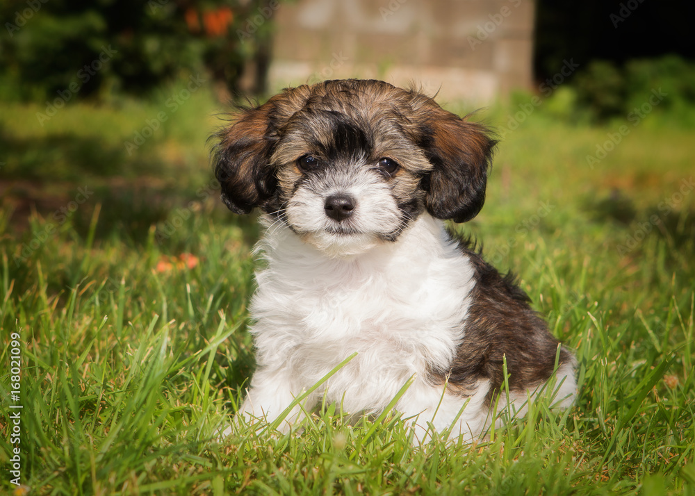 havanese puppy dog havanese puppy dog