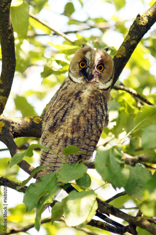 Owl on branch.
