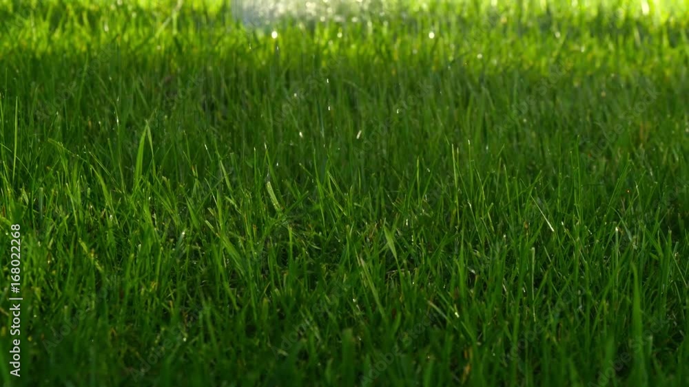 Watering the lawn grass. Drops of water spray on the grass Watering the lawn grass. Drops of water spray on the grass
