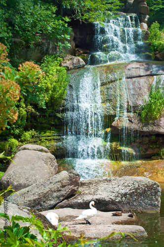 One white swan standing on a boulder on the background of a magnificent cascade waterfall among lush green trees. Sofiyivka park, Uman, Ukraine