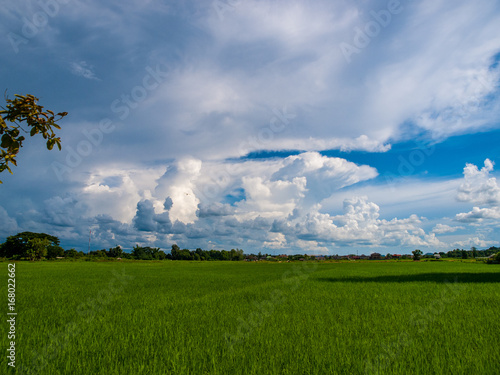 rice 's  plant  with blue sly and beautiful cloud