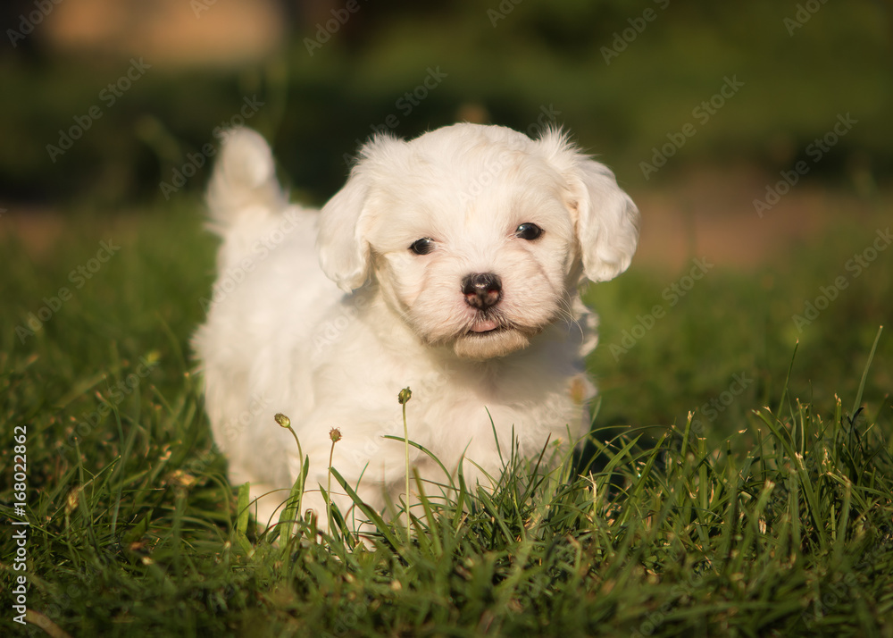 Havanese dog puppy Havanese dog puppy