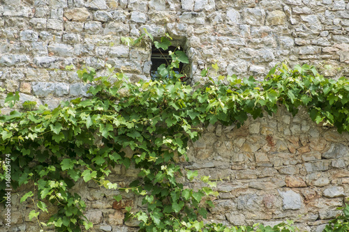 Vine on old stone wall. © dejank1
