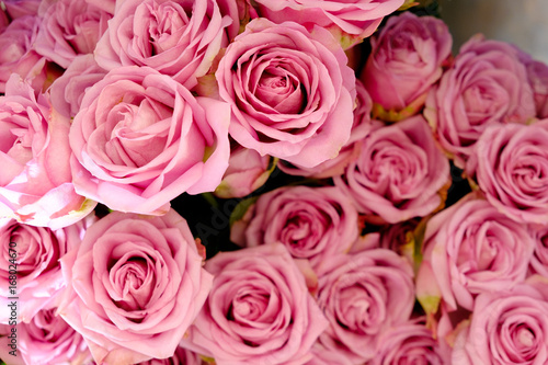 beautiful soft colorful rose flower top view close up for background or backdrop