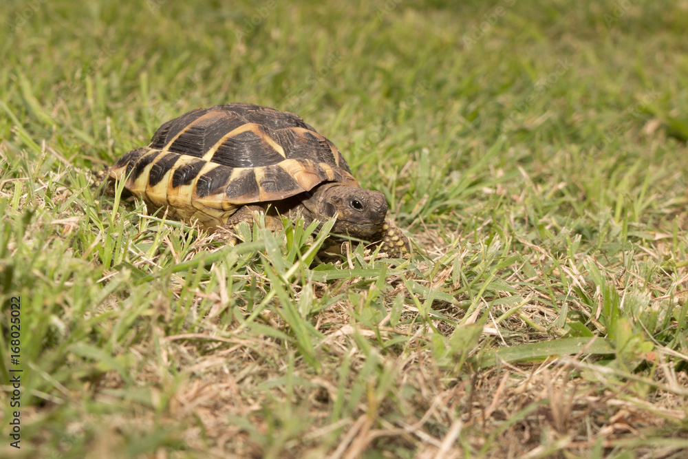 Leopard tortoise walking slowly and sunbathe on ground with his protective shell ,cute animal pictures make you smile , tortoise eating vegetable Leopard tortoise walking slowly and sunbathe on ground with his protective shell ,cute animal pictures make you smile , tortoise eating vegetable