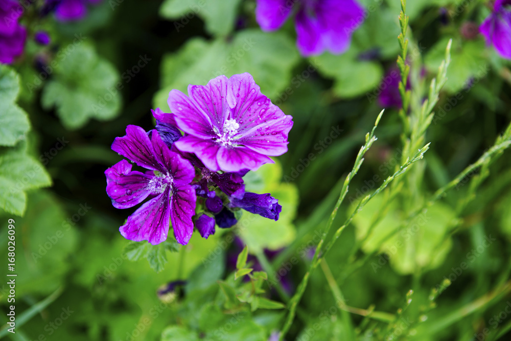 closeup of beautiful wild purple mallow closeup of beautiful wild purple mallow