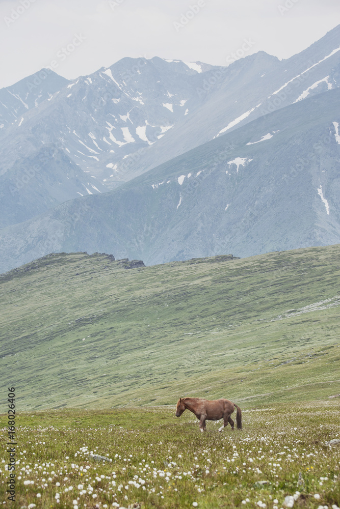 Horse in Altai mountains, Russia