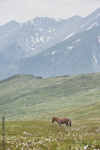 Horse in Altai mountains, Russia