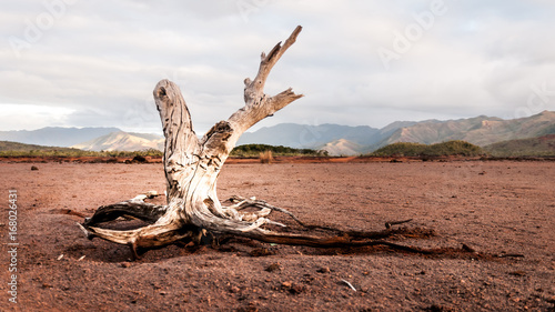 Konstfotografi arbre mort