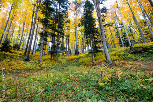 Fototapeta Naklejka Na Ścianę i Meble -  Las bukowy w kolorach pełnei złotej jesieni