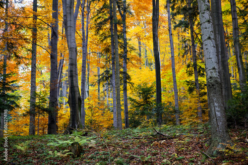 Fototapeta Naklejka Na Ścianę i Meble -  Las bukowy w kolorach pełnei złotej jesieni