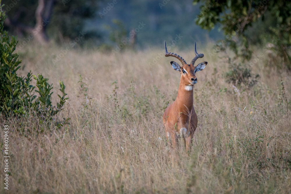 Fototapeta premium An Impala staring at the camera.