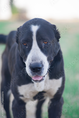 Big dog in a meadow Central Asian Shepherd Dog, Alabai, Turkmen Wolfhound