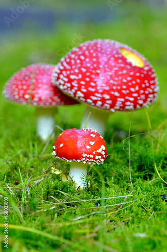 Amanita Muscaria, poisonous mushroom.