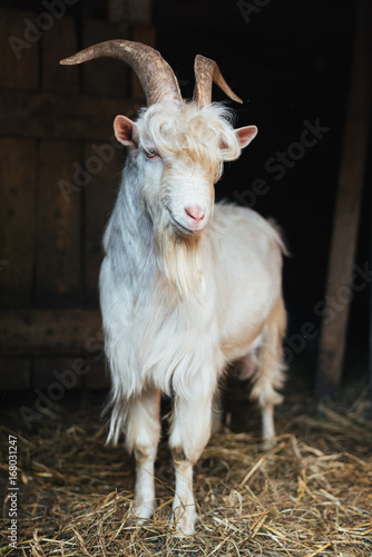 Cuadro en lienzo White goat with shaggy bangs