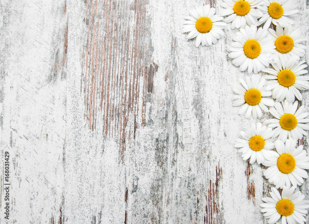 Obraz premium Border with camomile