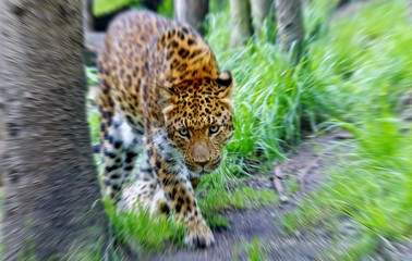 Fototapete Panther Jaguar Nahaufnahme mit intensivem Blick  © ViennaFrame