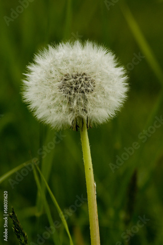 Fototapeta Naklejka Na Ścianę i Meble -  Löwenzahn