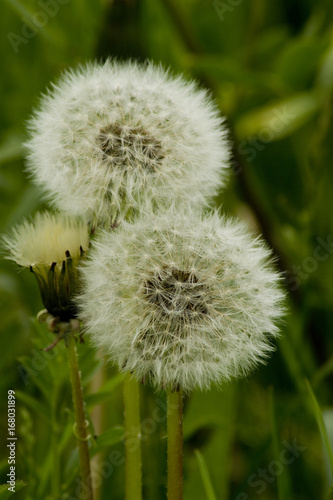 Fototapeta Naklejka Na Ścianę i Meble -  Löwenzahn